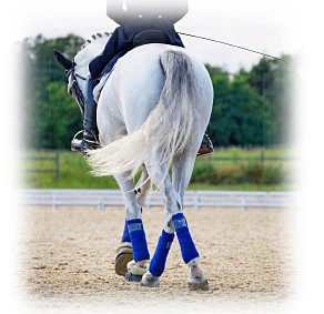 dressage